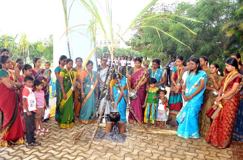 Pongal Festival